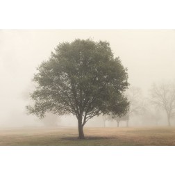 Trees in Fog 6