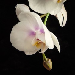 White Orchids 3