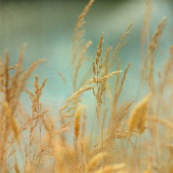 Prairie Grass 2