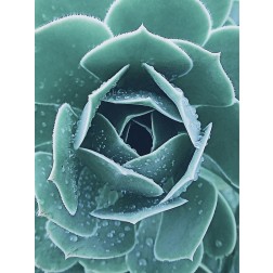 Succulent with Dew 1