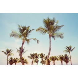 Aruba Palm