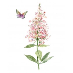 Wildflower Botanical II