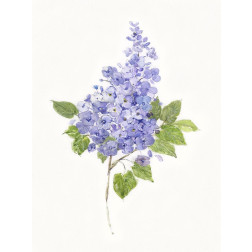 Dainty Botanical Lilac