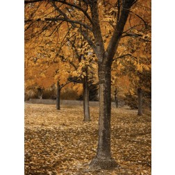 Fall Tree Grove I