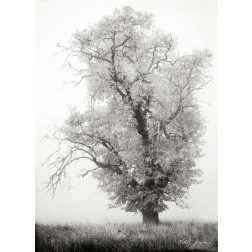 Misty Oak I BandW