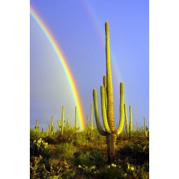Saguaro Rainbow II