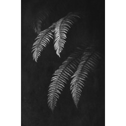 Black and White Forest Ferns II