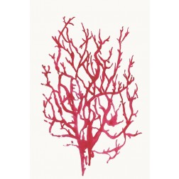 Red Reef Coral I 