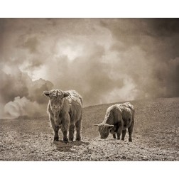 Scottish Highland Cattle No. 2