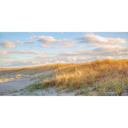 Grassy Dunes Panorama