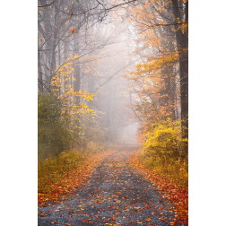 Road and Autumn Mist