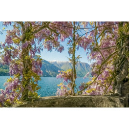 Wisteria and Mountains ?
