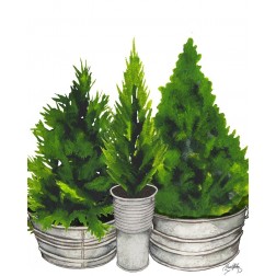 Evergreens in Galvanized Tins
