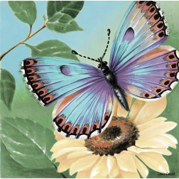 Butterfly Flowers II