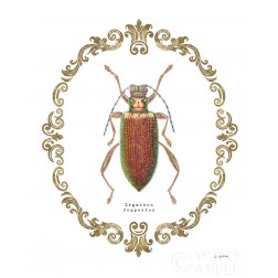 Adorning Coleoptera VI