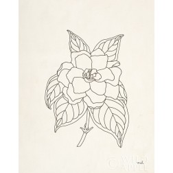 Gardenia Line Drawing