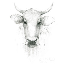 Cow Sketch