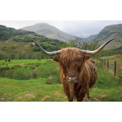 Scottish Highland Cattle III
