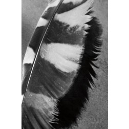 Feather Shadow I
