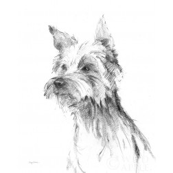 Yorkshire Terrier Sketch