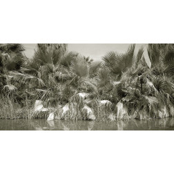 Water Palms