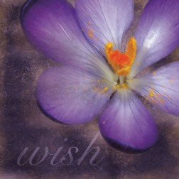 Wish Flower