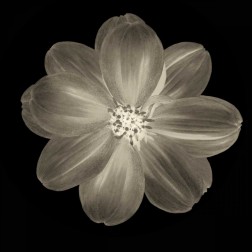Sepia Floral III