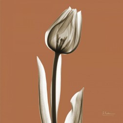 Squash Tulip