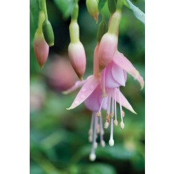 Fuchsia Bloom II