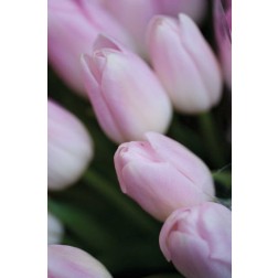 Soft Pink Tulips II