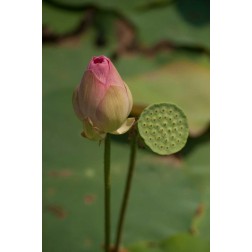 Lotus Flowers III