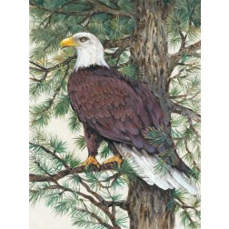 Eagle in the Pine