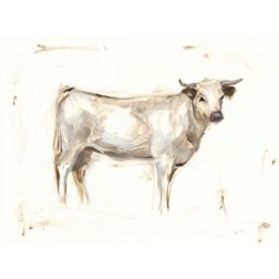 White Cattle I