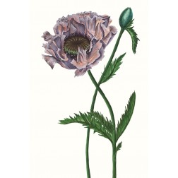 Poppy Flower IV