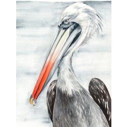 Grey Pelican II