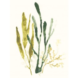Kelp Collection I