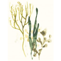 Kelp Collection V