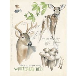 Wildlife Journals IV