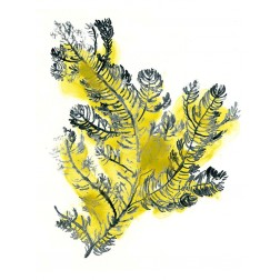 Citron Sea Kelp IV