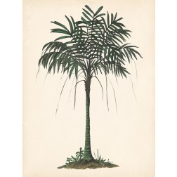Palm Tree Study II