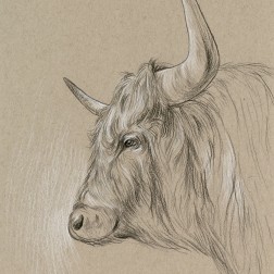 Bison Sketch II