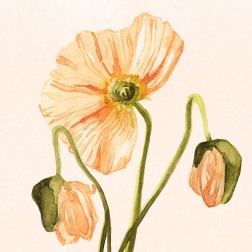Highpoint Poppies I