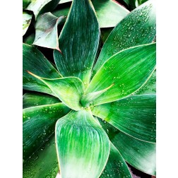 Green Tropical Succulent IV