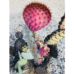Pink Yellow Cactus I