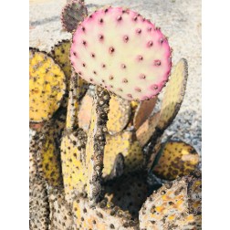 Pink Yellow Cactus II