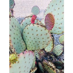 Pink Green Cactus II