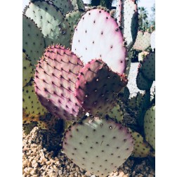 Pink Green Cactus III