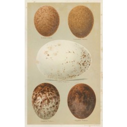 Antique Bird Egg Study III