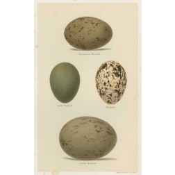 Antique Bird Egg Study V