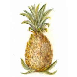 Pineapple Sketch I